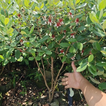 菲油果开花结果树