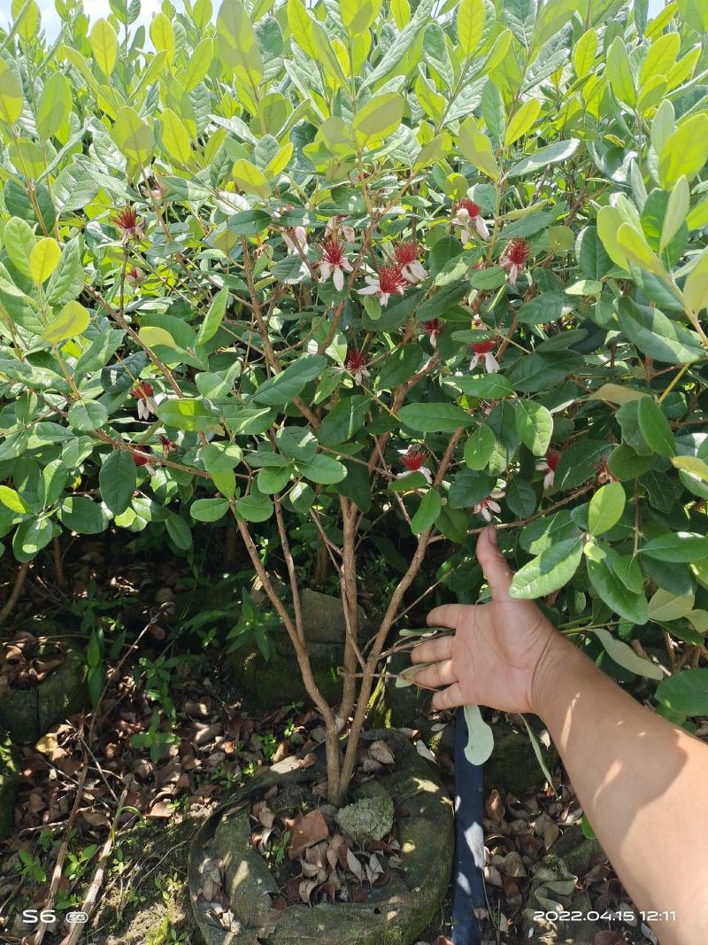 菲油果开花结果树