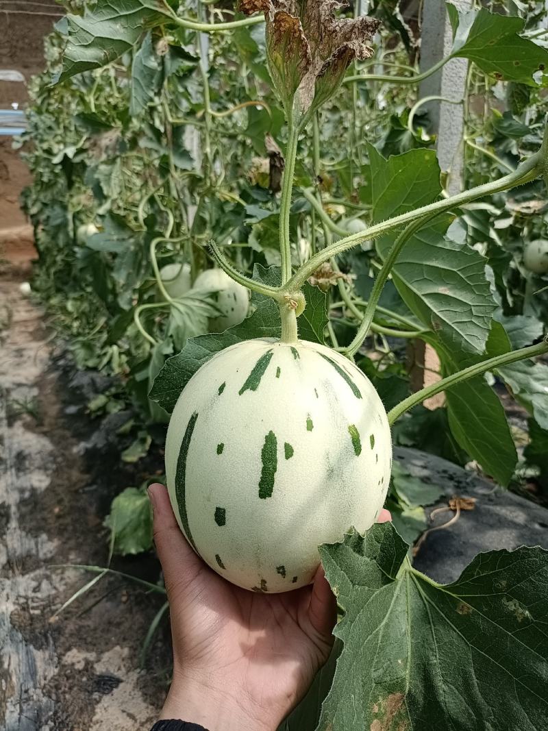 （优选）梦露香瓜蜜露甜瓜月露流星货源充足，大量上市