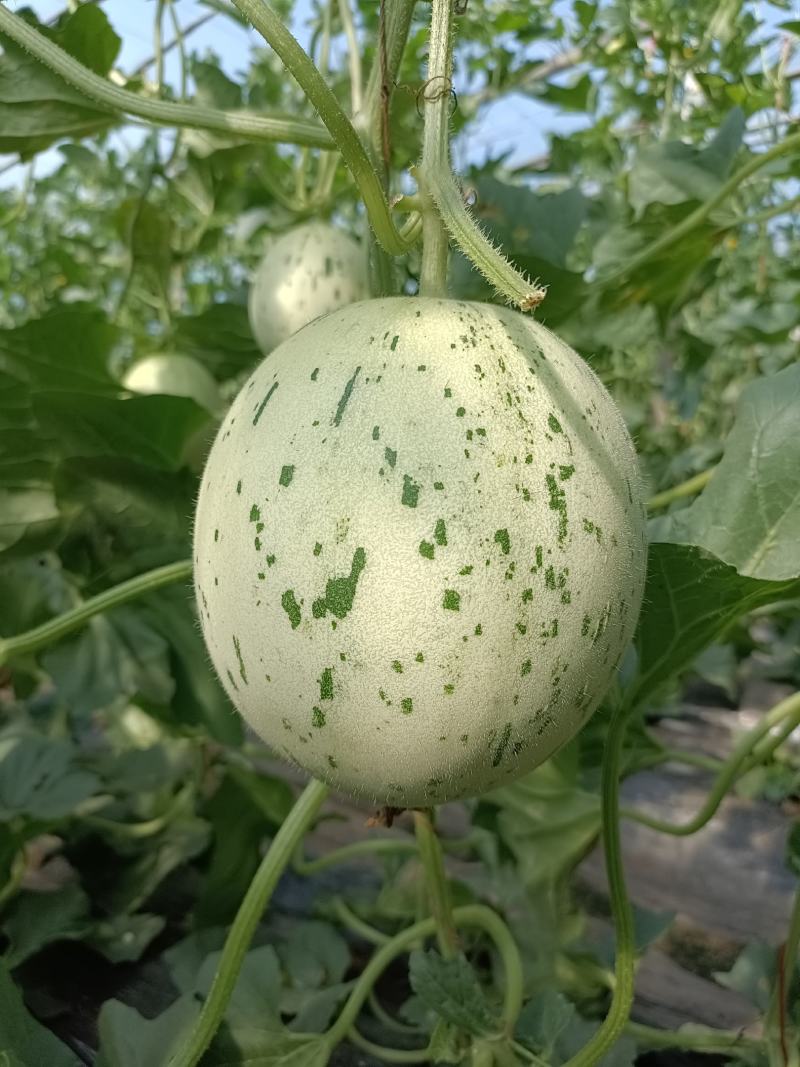 （优选）梦露香瓜蜜露甜瓜月露流星货源充足，大量上市