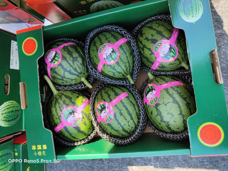 小吊瓜2K小西瓜冰糖籽手剥小西瓜小糖丸西瓜牛奶小爆瓜手掰
