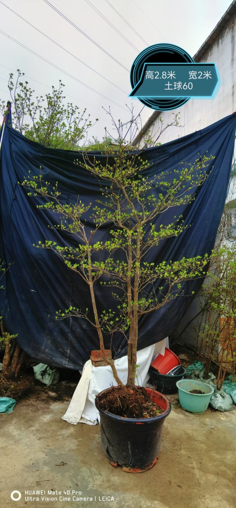 日本精品吊钟花
