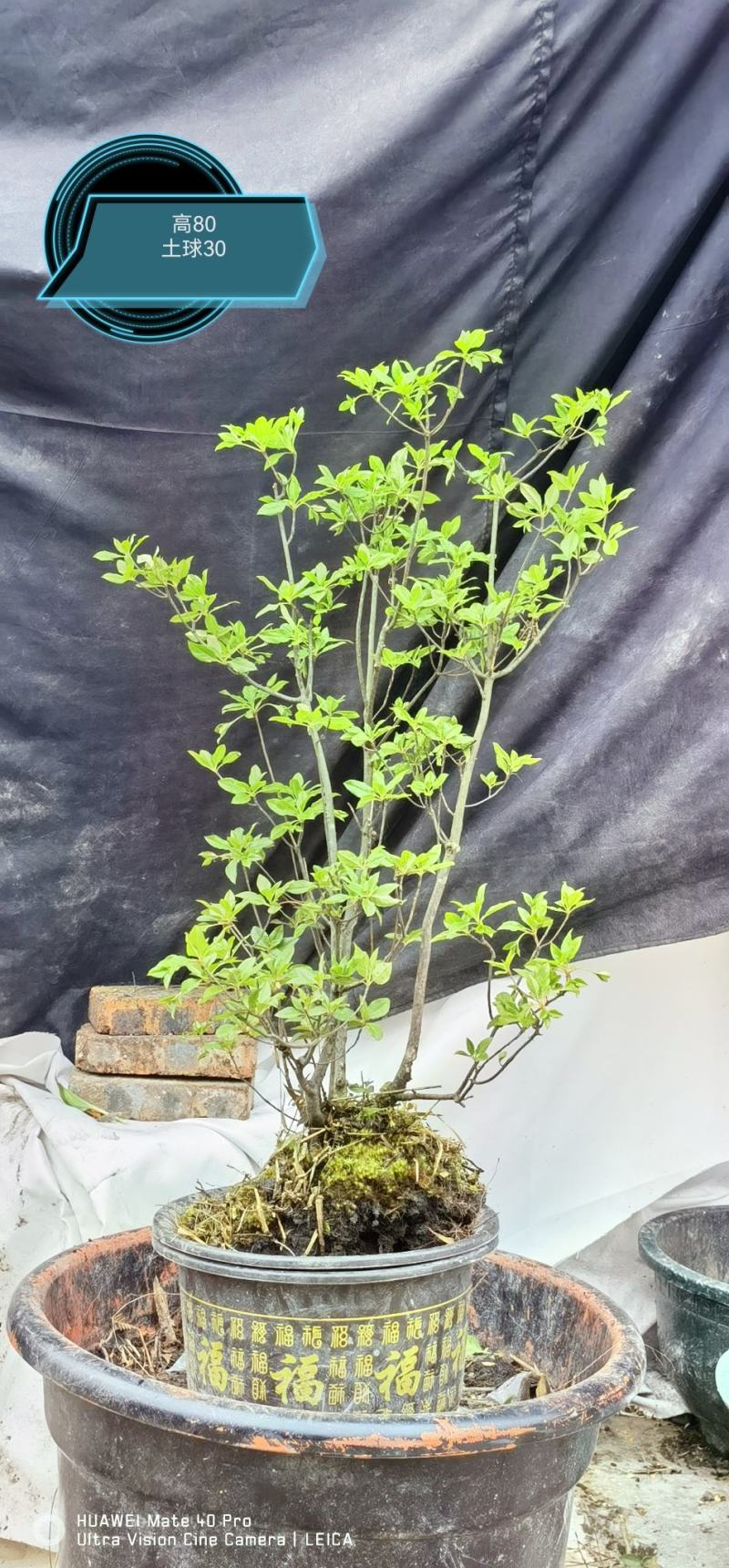 日本精品吊钟花
