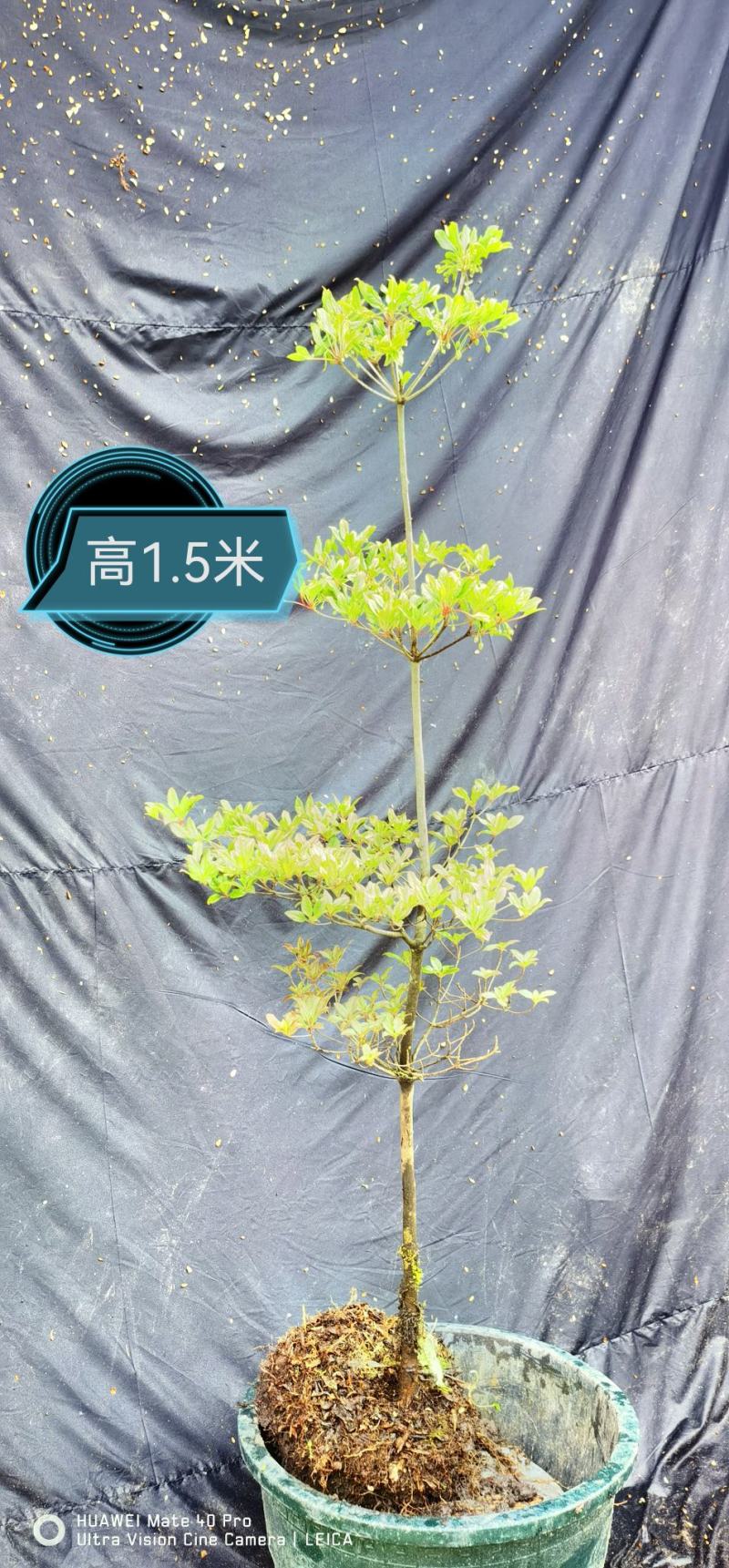 日本精品吊钟花