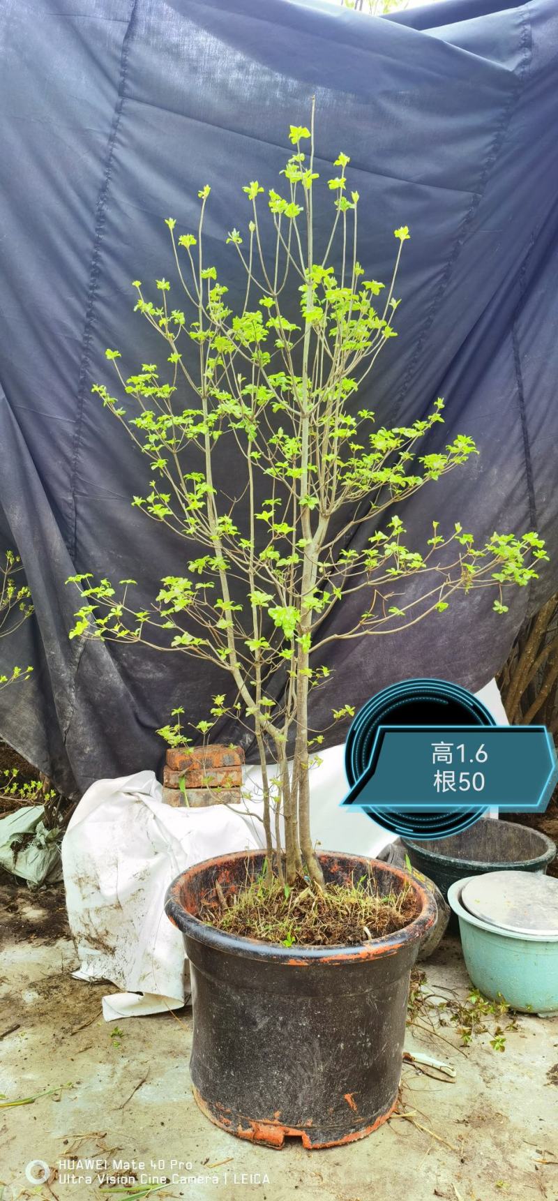 日本精品吊钟花