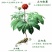 足干云南文山三七(自己种的特产品)