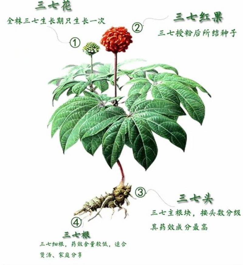足干云南文山三七(自己种的特产品)