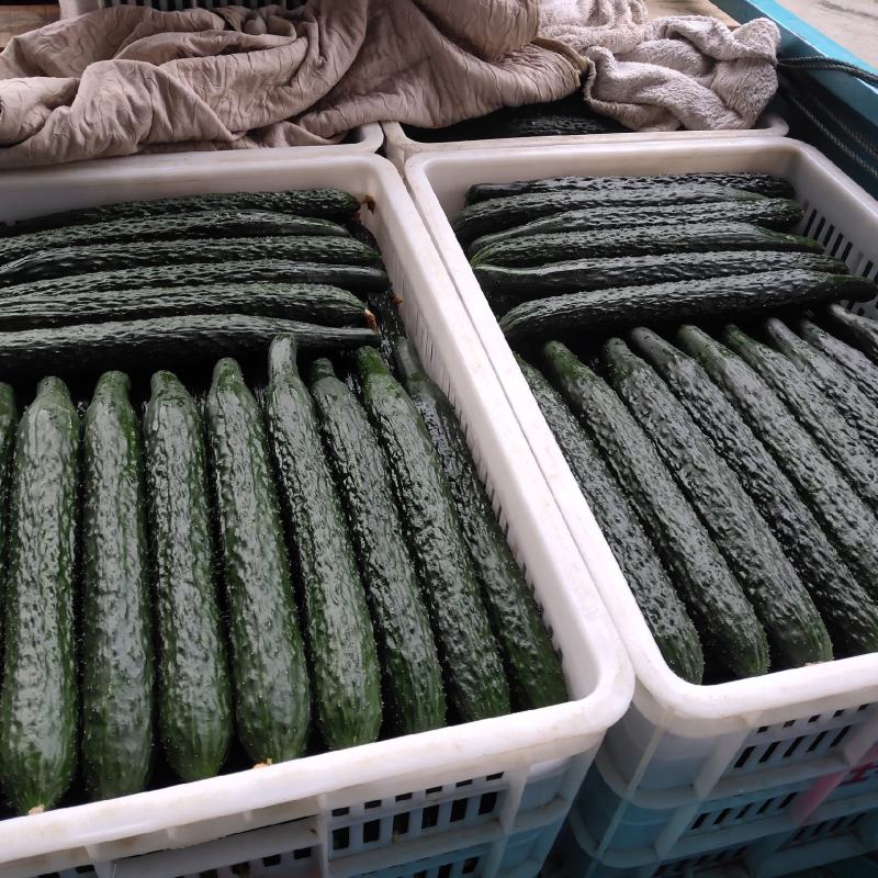万亩大黄瓜大量上市