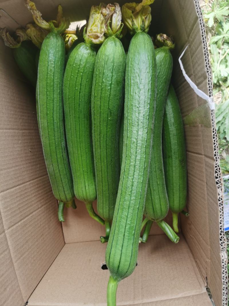 油皮丝瓜香丝瓜油皮香丝瓜品质保证质量上乘丝滑爽口