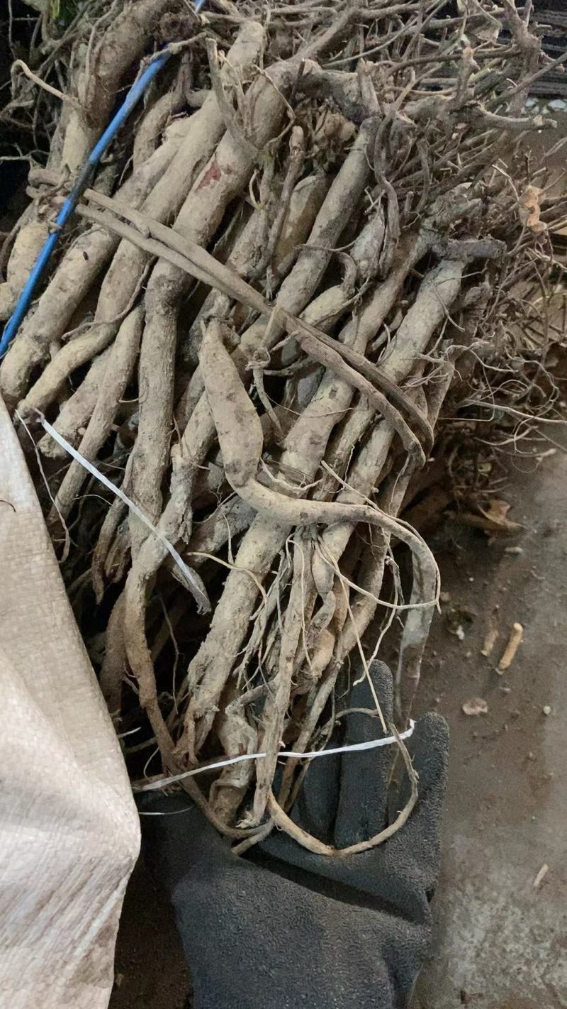 小叶红皮千金拔