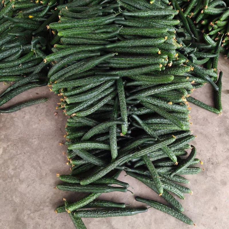 万亩大黄瓜大量上市