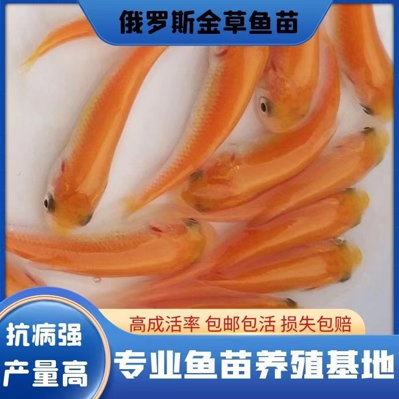 新品俄罗斯金草鱼苗活体金色鲩鱼苗红草鱼金丝鲩鱼苗