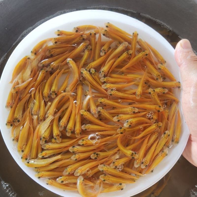 新品俄罗斯金草鱼苗活体金色鲩鱼苗红草鱼金丝鲩鱼苗