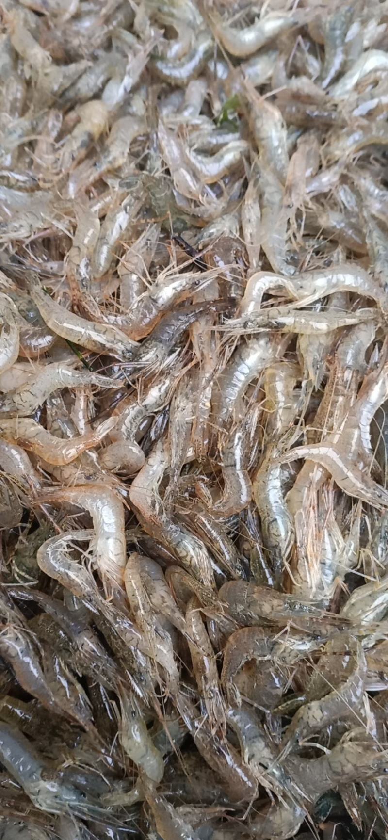 油炸麦穂鱼