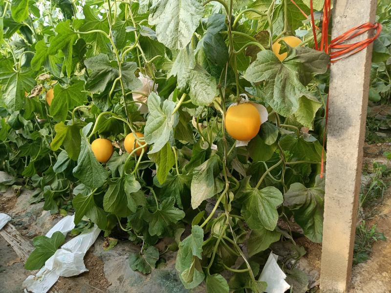 （基地直供）（热销）久红瑞通货，只要需要就能满足