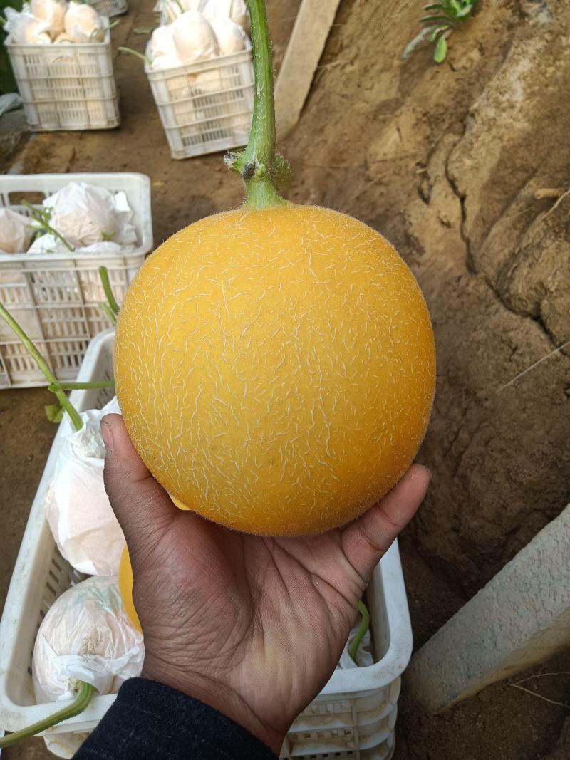 （基地直供）（热销）久红瑞通货，只要需要就能满足