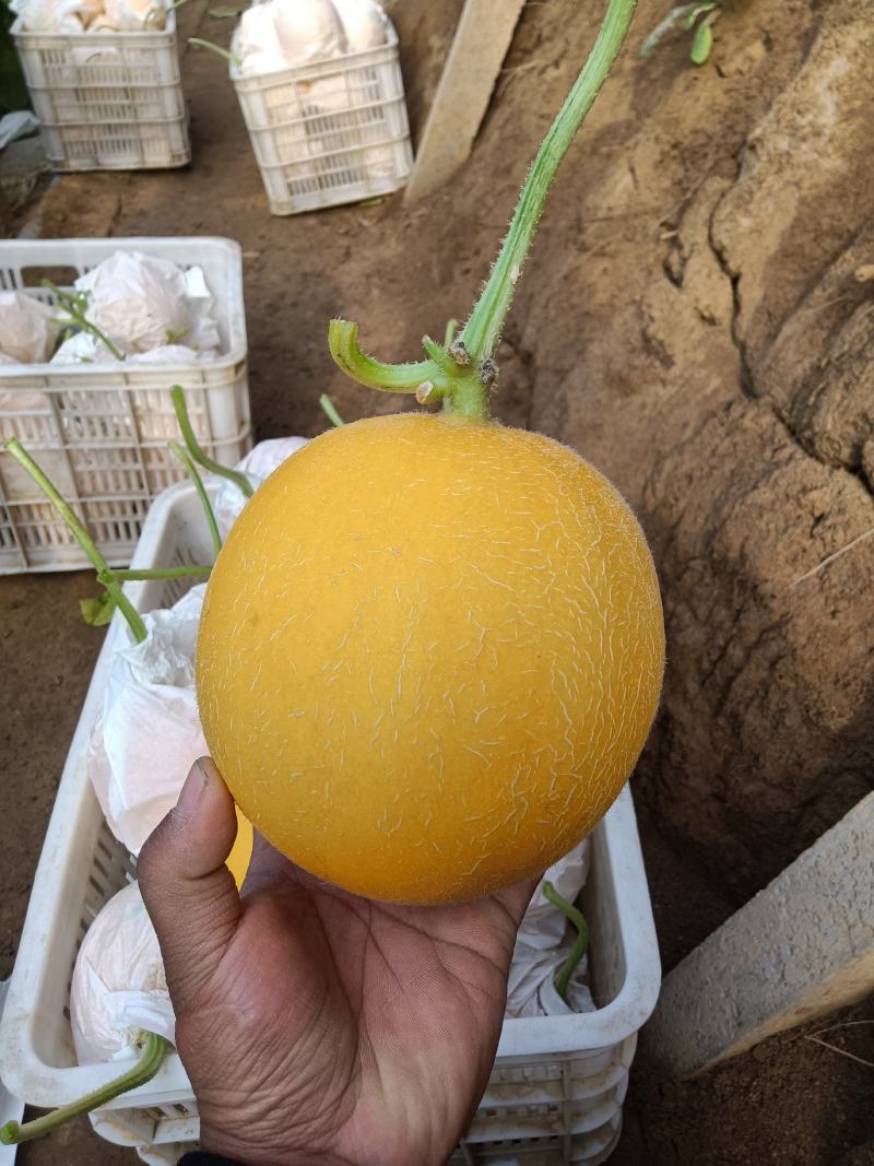 （基地直供）（热销）久红瑞通货，只要需要就能满足