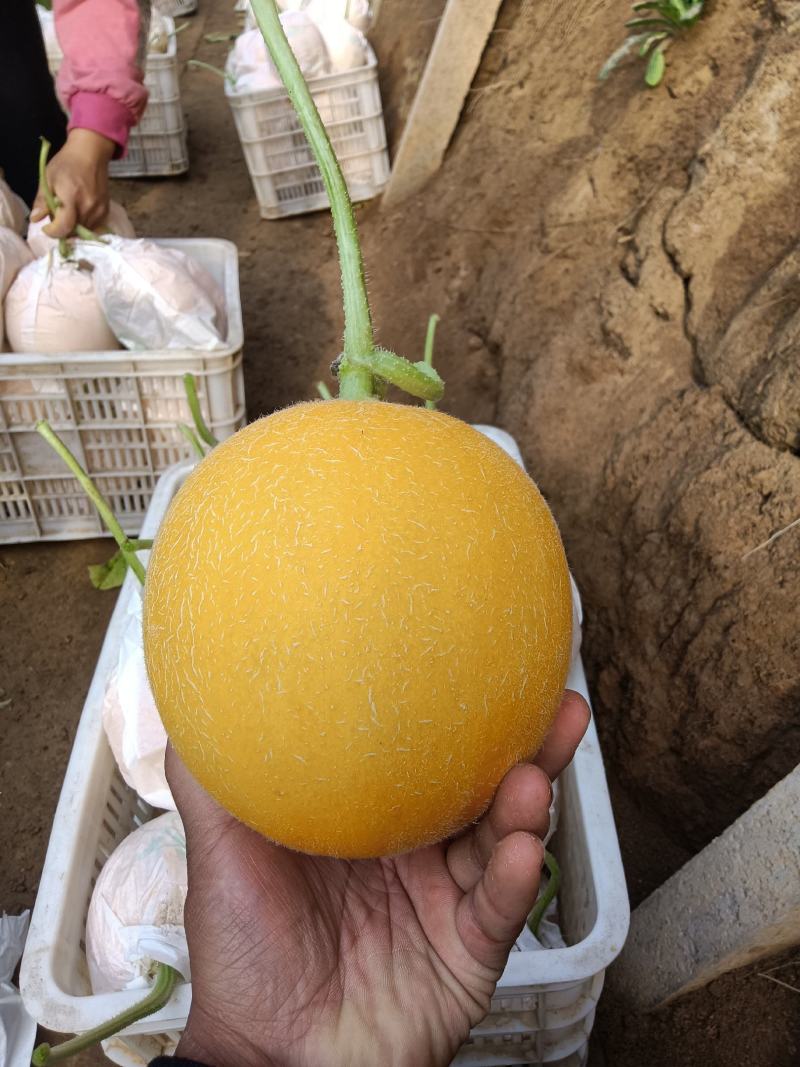 （基地直供）（热销）久红瑞通货，只要需要就能满足