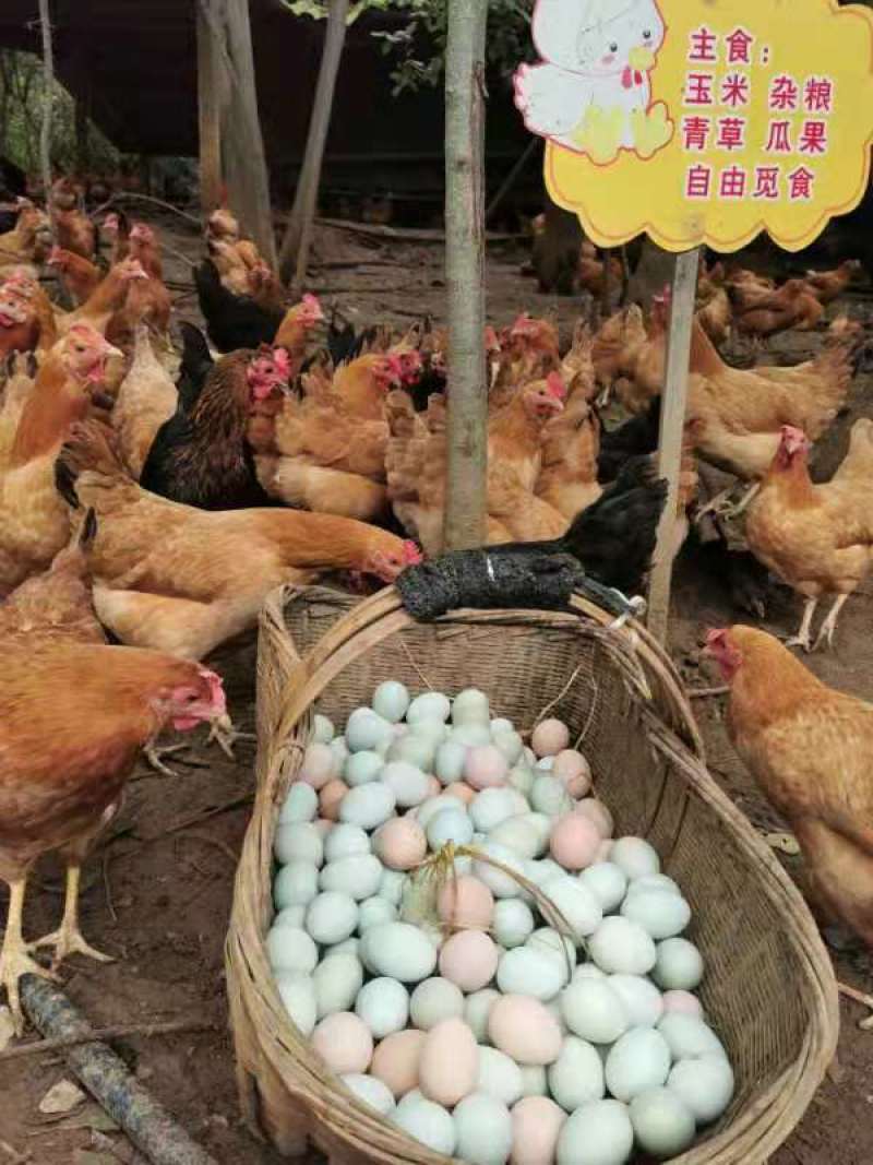 初生蛋，绿壳蛋，京山山林放养虫草土鸡蛋