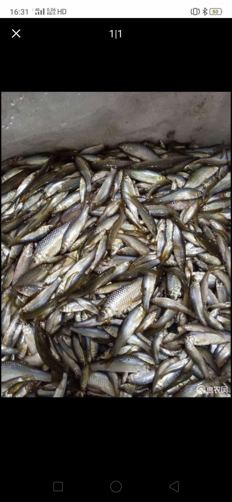 小鱼恋小虾
