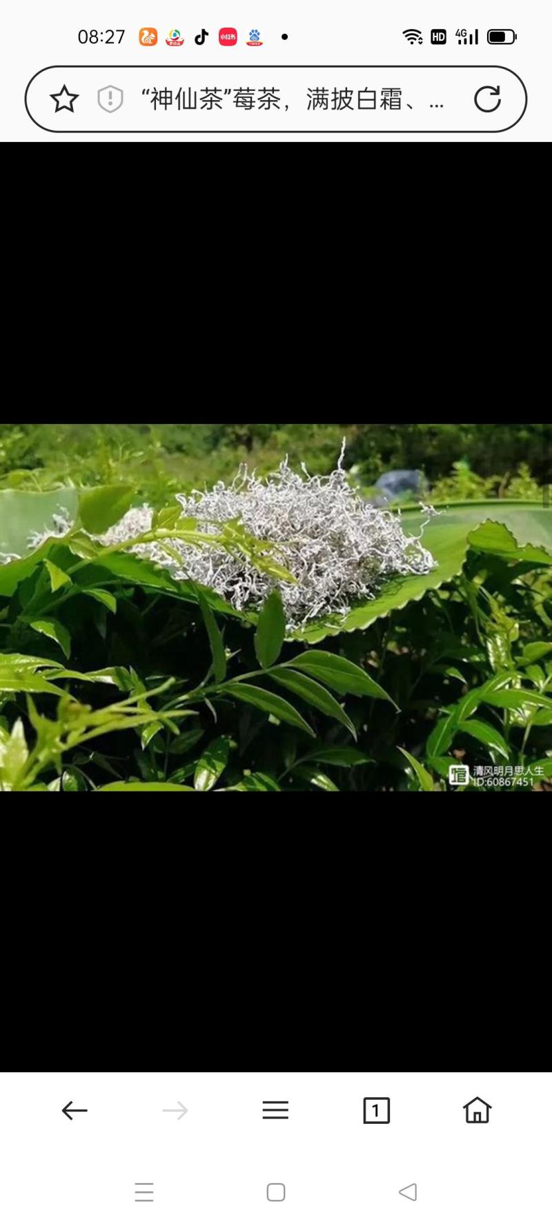 湖南张家界莓茶