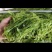 湖南张家界莓茶