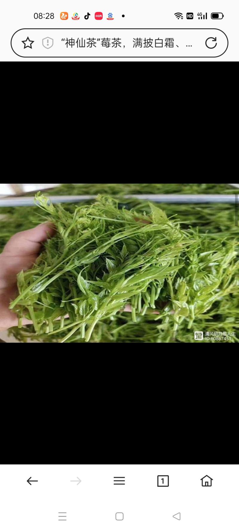 湖南张家界莓茶