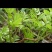 湖南张家界莓茶