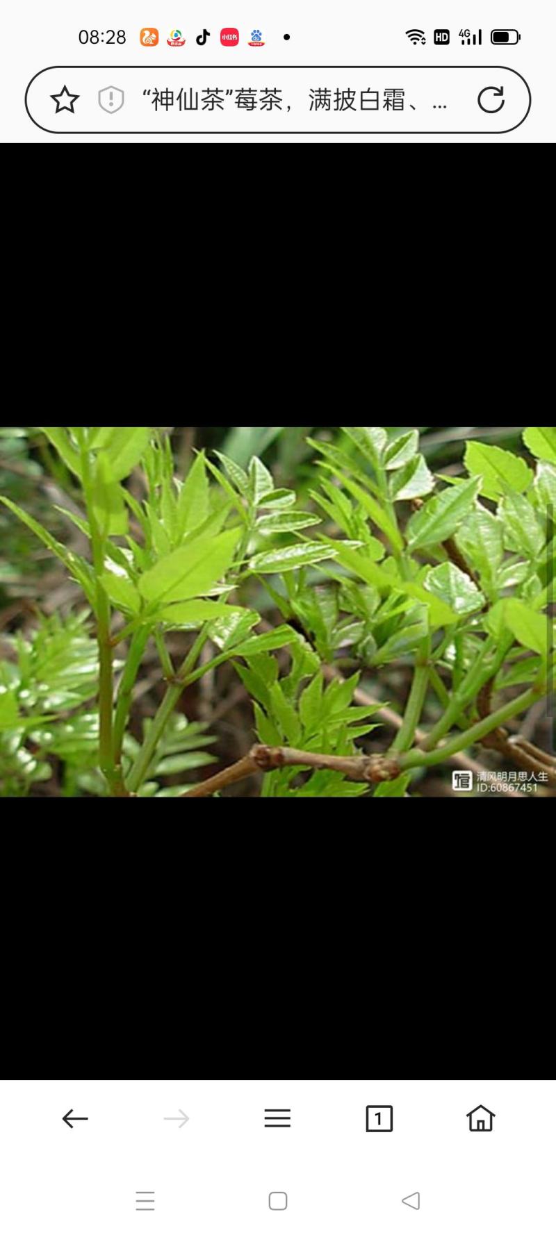 湖南张家界莓茶
