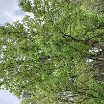 三角枫15-18公分，移栽苗、成活率高、树形优美