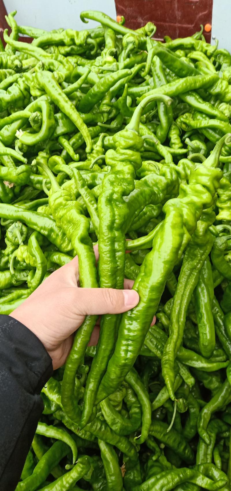 辣椒，螺丝辣椒大量上市，欢迎广大客商前来洽谈合作。