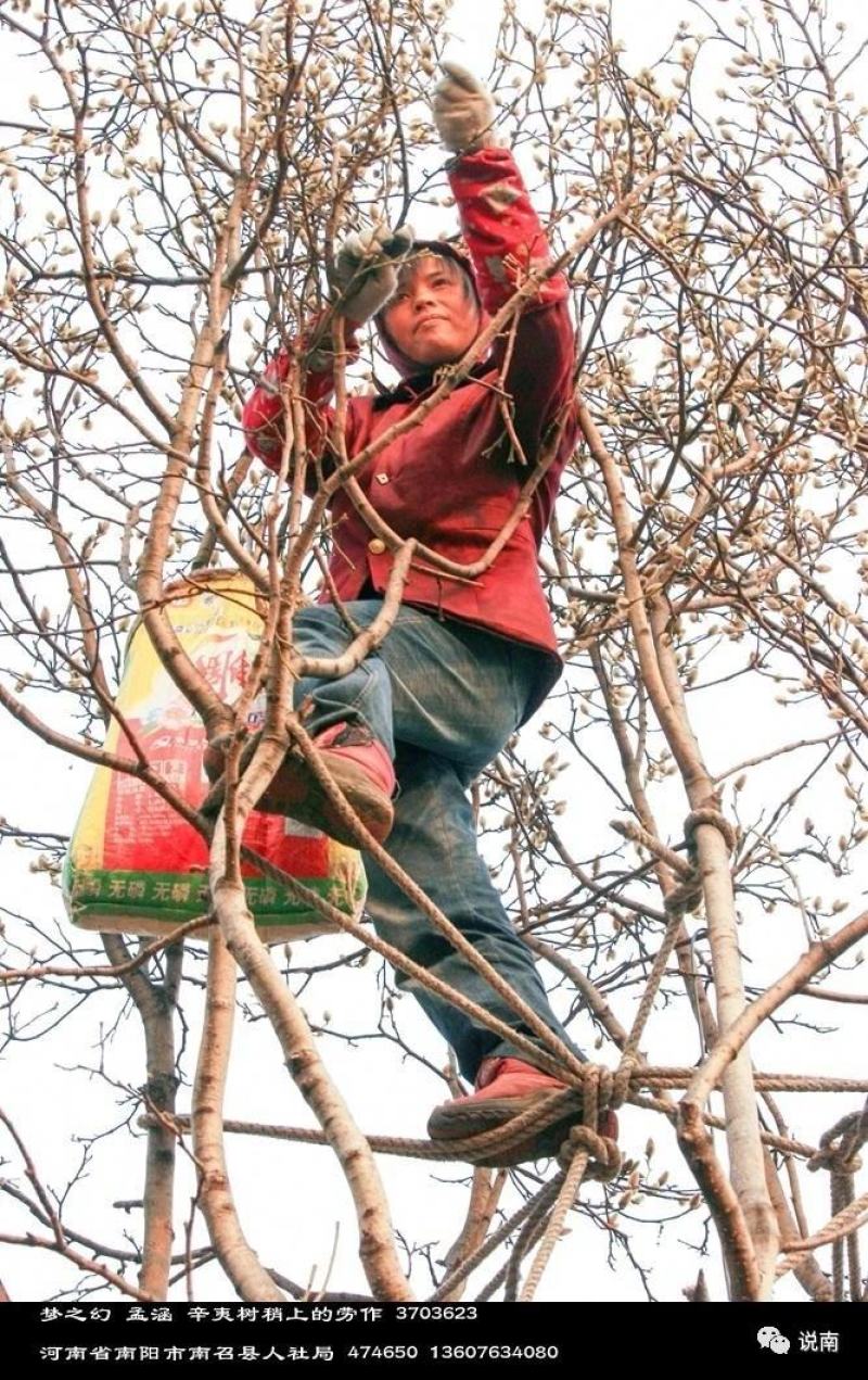 中药材辛夷花，各种规格产地直供，无中间商。