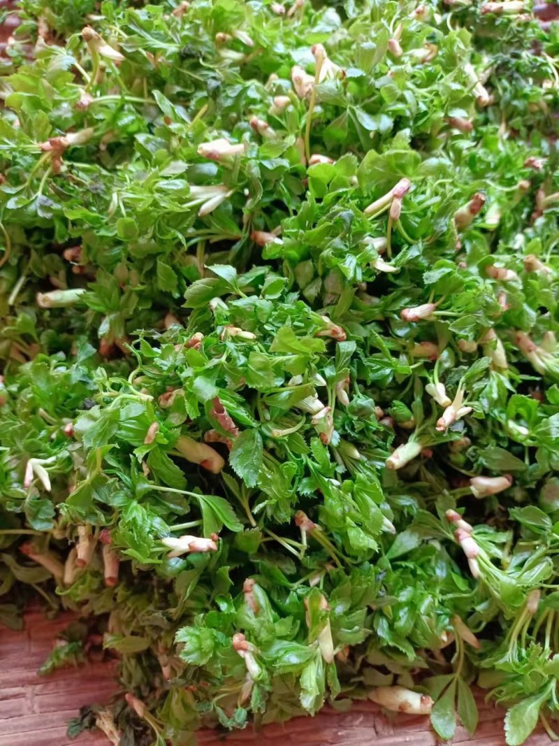 东北山野菜.野生刺老芽刺五加蕨菜.各种山野菜