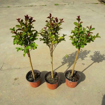 美国大红花紫薇盆栽地栽百日红树苗小苗庭院四季观赏植物当年