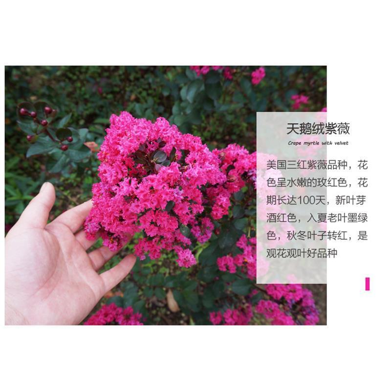 美国大红花紫薇盆栽地栽百日红树苗小苗庭院四季观赏植物当年