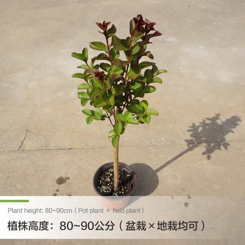 美国大红花紫薇盆栽地栽百日红树苗小苗庭院四季观赏植物当年