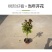美国大红花紫薇盆栽地栽百日红树苗小苗庭院四季观赏植物当年