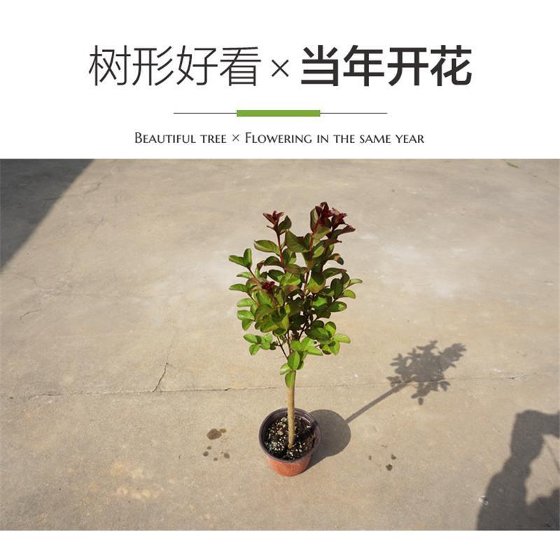 美国大红花紫薇盆栽地栽百日红树苗小苗庭院四季观赏植物当年