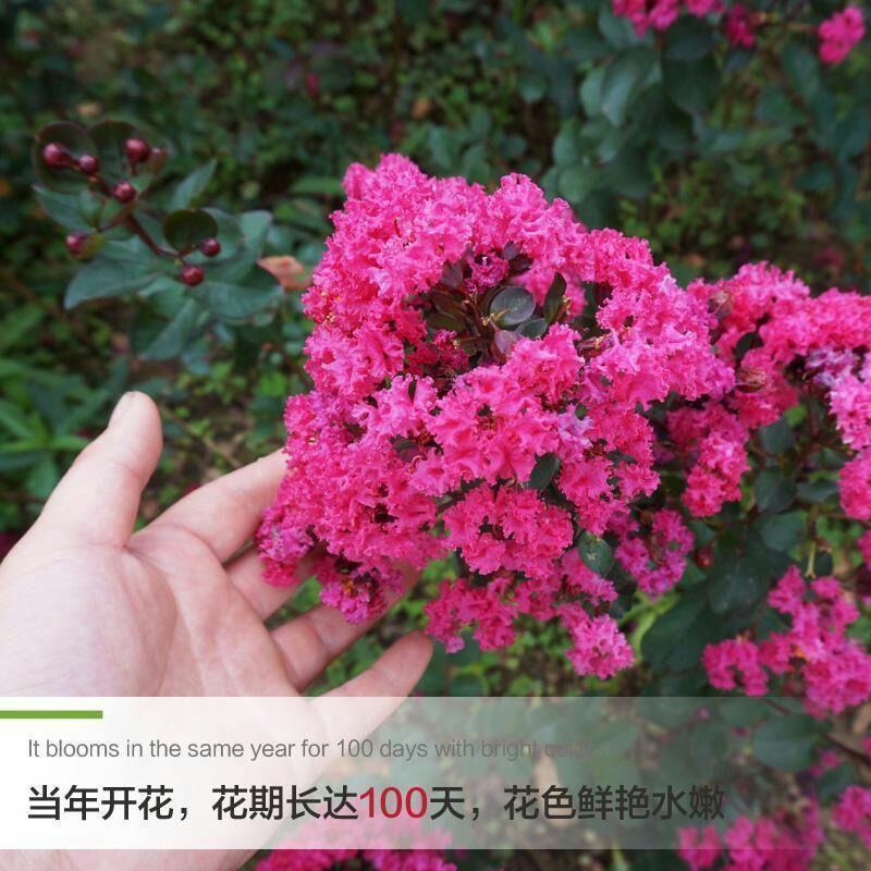 美国大红花紫薇盆栽地栽百日红树苗小苗庭院四季观赏植物当年