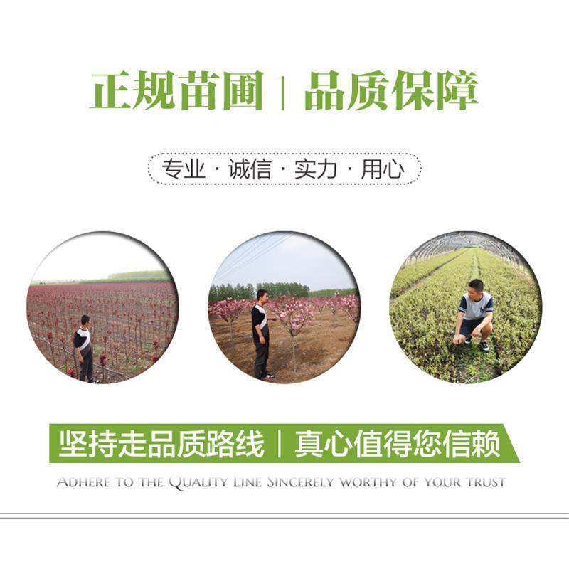 美国大红花紫薇盆栽地栽百日红树苗小苗庭院四季观赏植物当年