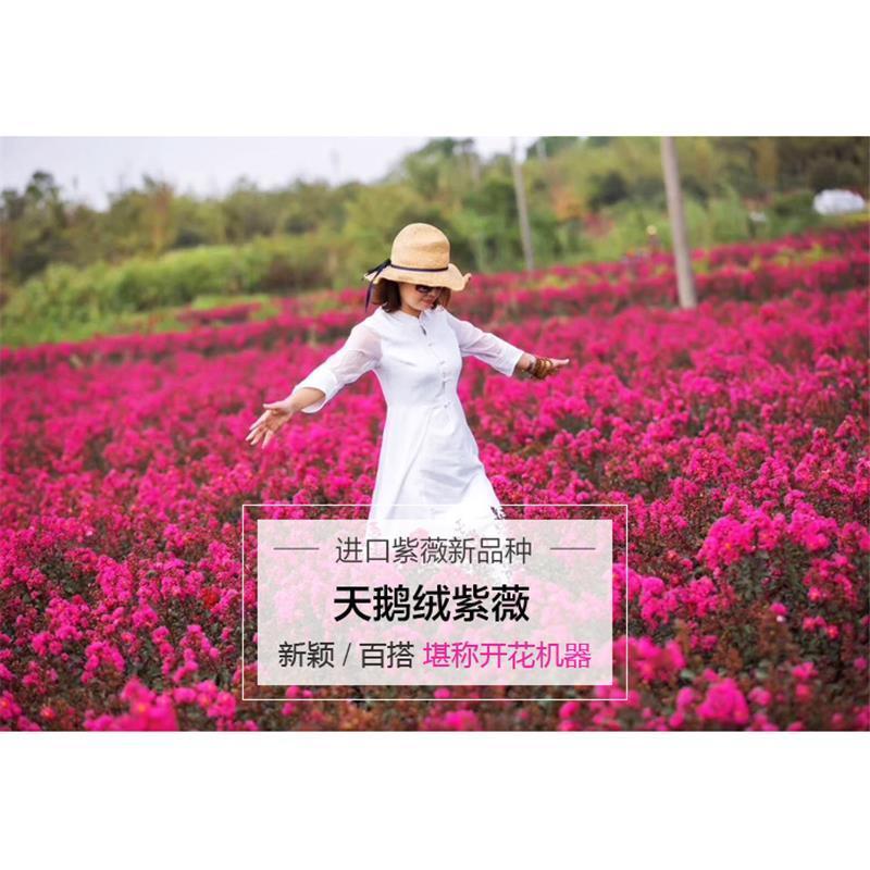 美国大红花紫薇盆栽地栽百日红树苗小苗庭院四季观赏植物当年