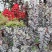 美国大红花紫薇盆栽地栽百日红树苗小苗庭院四季观赏植物当年