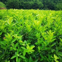 正宗无籽青柠檬苗，打苗，两年苗，当年种当年开花结果