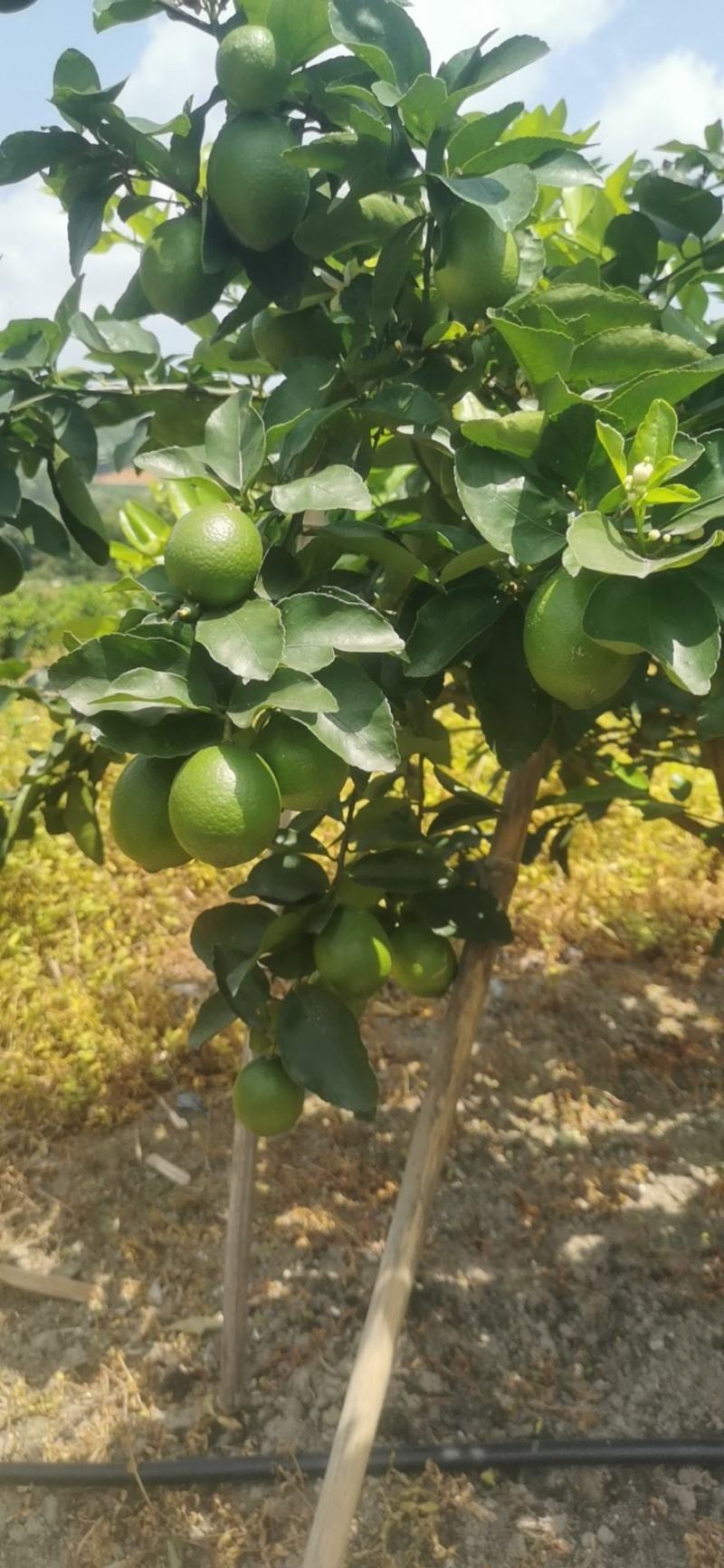 正宗无籽青柠檬苗，打苗，两年苗，当年种当年开花结果
