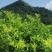 正宗无籽青柠檬苗，打苗，两年苗，当年种当年开花结果