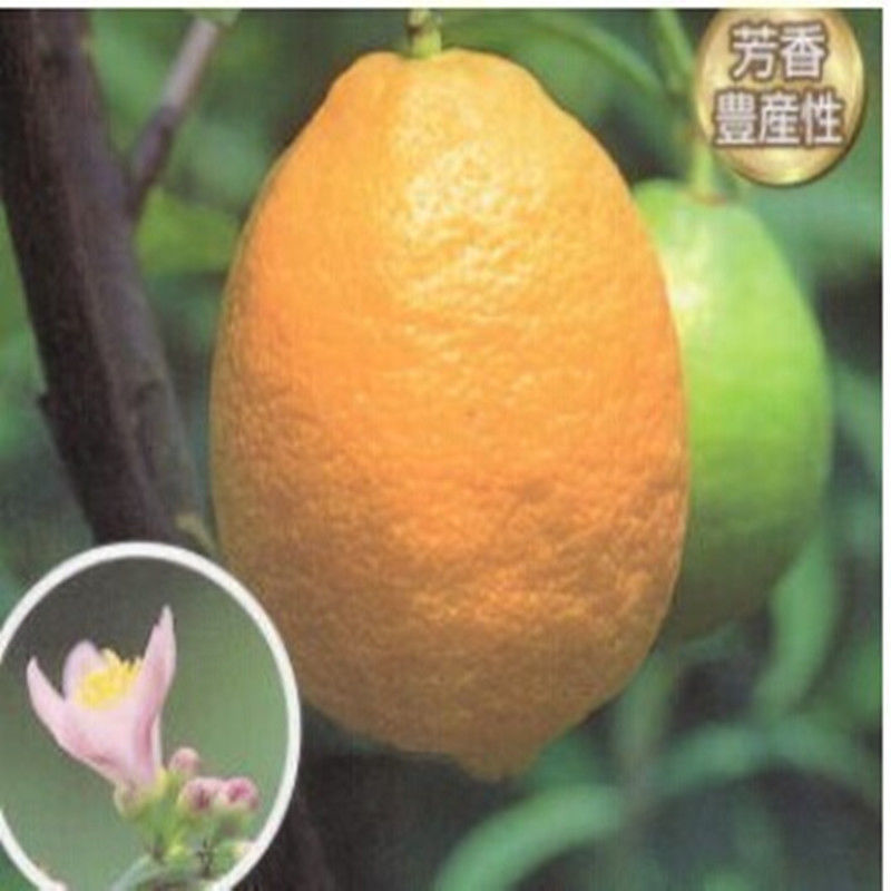 柠檬树盆栽包邮柠檬树苗盆栽带果柠檬苗柠檬苗四季