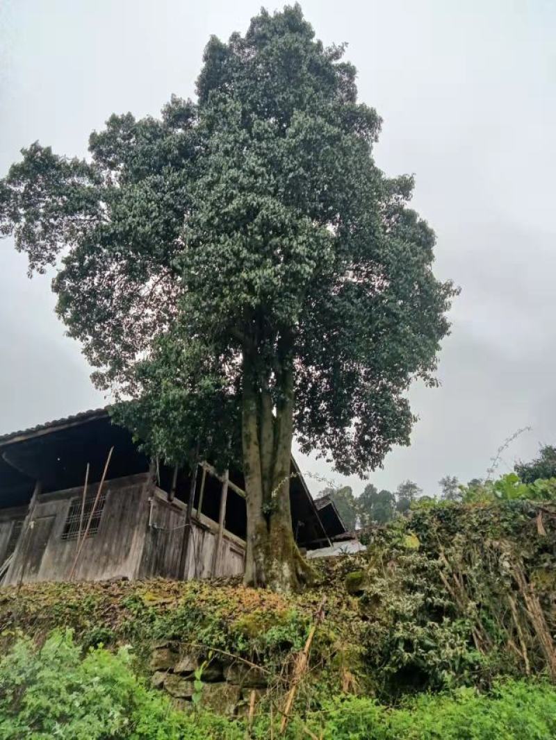 鸽子树珙桐！国家一级保护植物！！！！！绿化