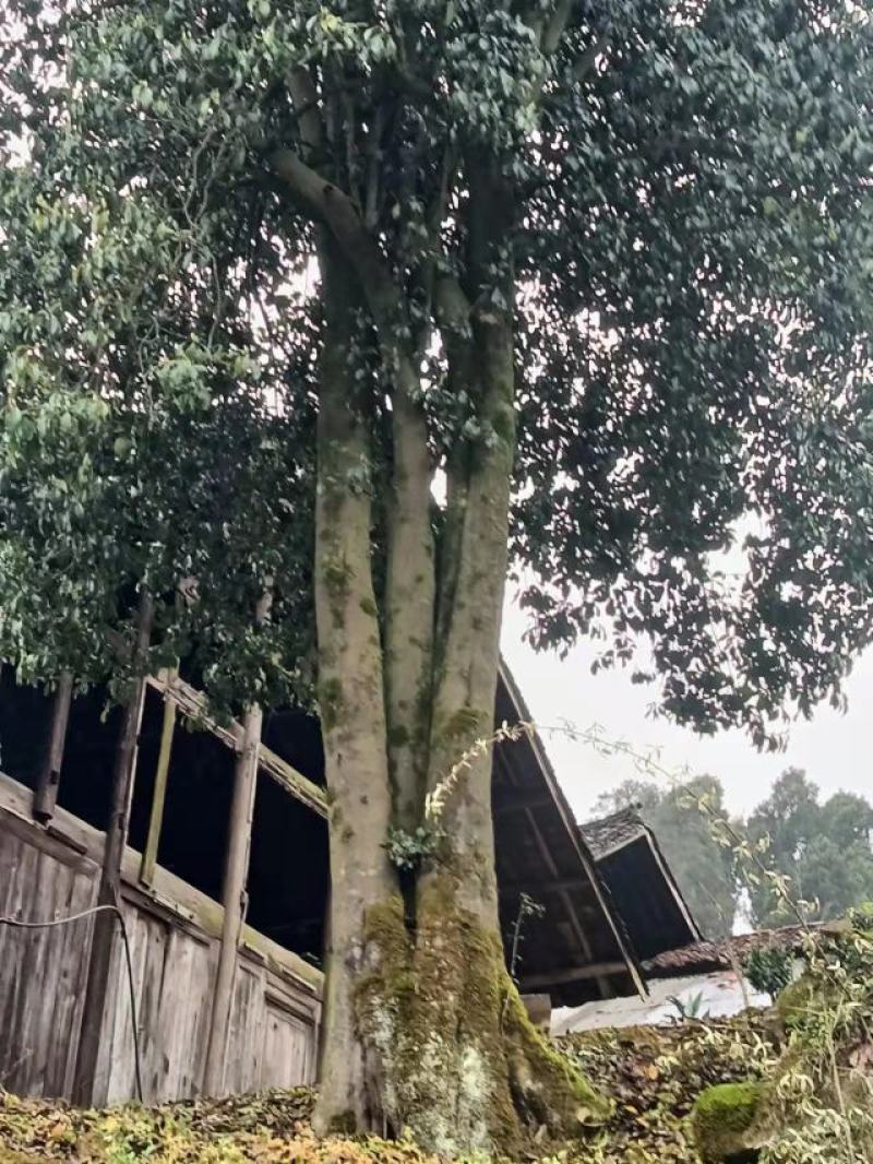 鸽子树珙桐！国家一级保护植物！！！！！绿化