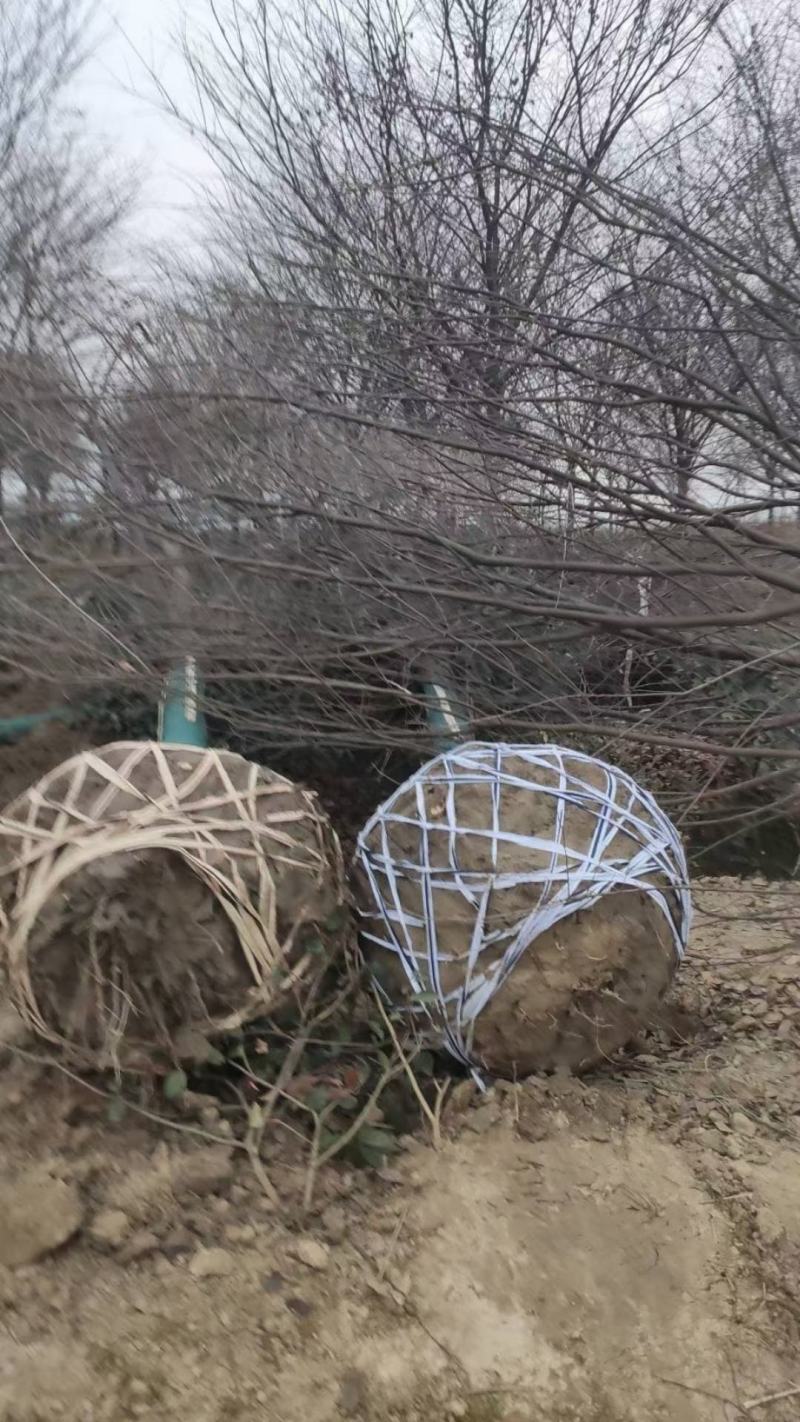 鸽子树珙桐！国家一级保护植物！！！！！绿化