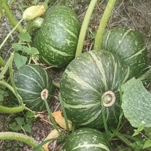 沙漠板栗南瓜，种植在日照时间长，昼夜温差大的西北沙漠边上